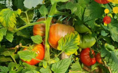 Odličan prinos plasteničke proizvodnje u Pirotu i Dimitrovgradu, Reintegracija II